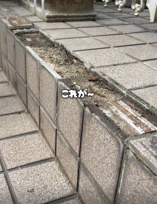 出所：＠big_chiyomarumama