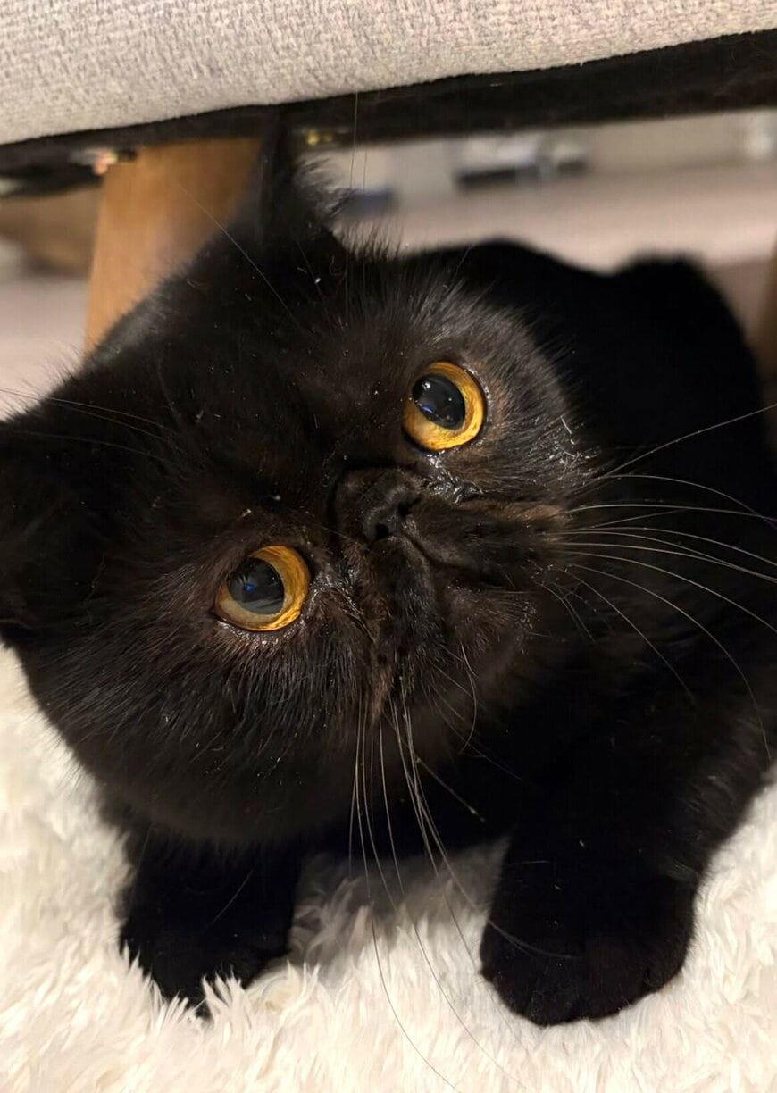 お風呂場が好きすぎる猫ちゃんをこっそり隠し撮りすると…→その行動と表情に「まるで人のようです」