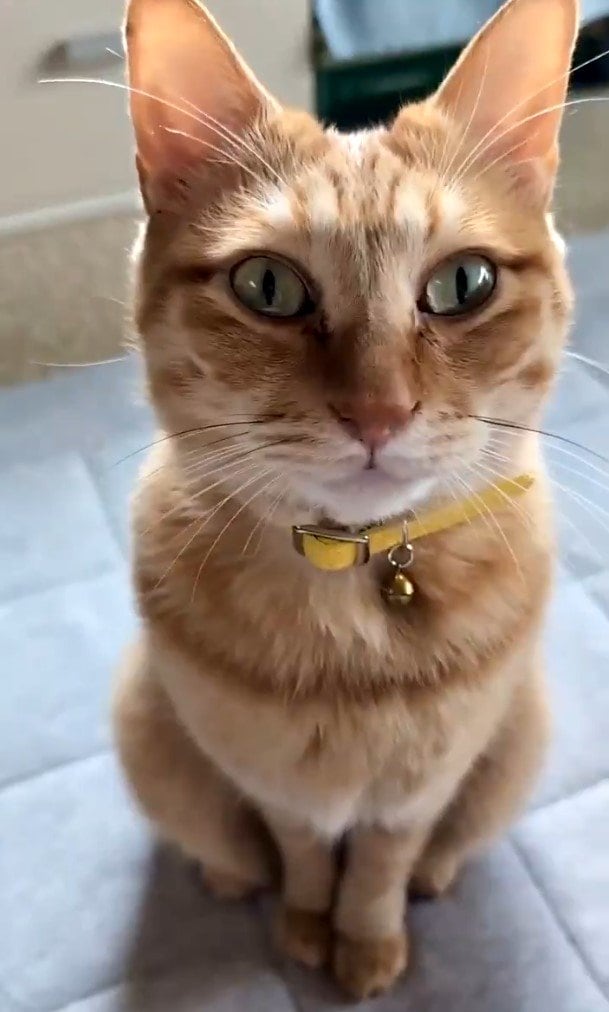 出所：＠purinlala