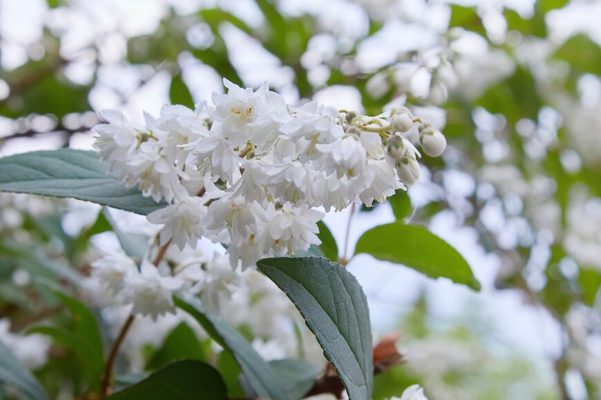 krolya25/Shutterstock.com