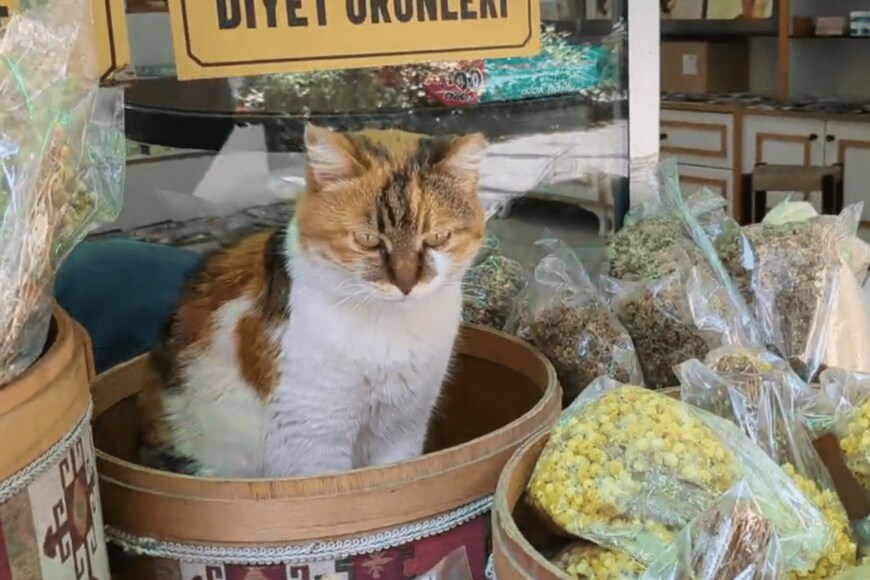 出所：@nekosanpoch