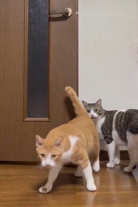 出所：@Neko2Obasan