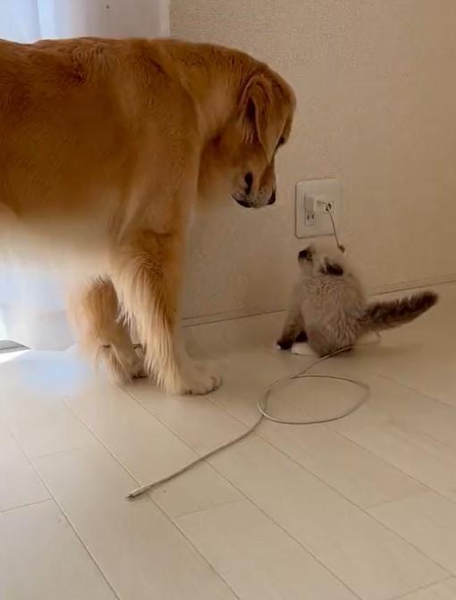 出所：@pu_channeldesu