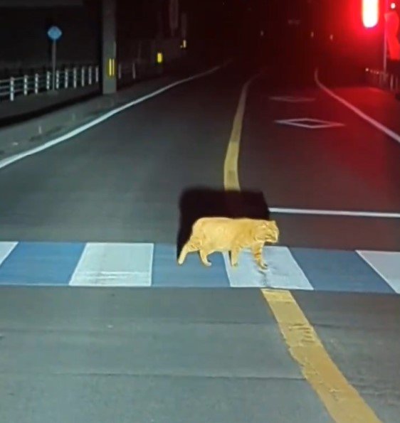 出所：@bnr3432015425