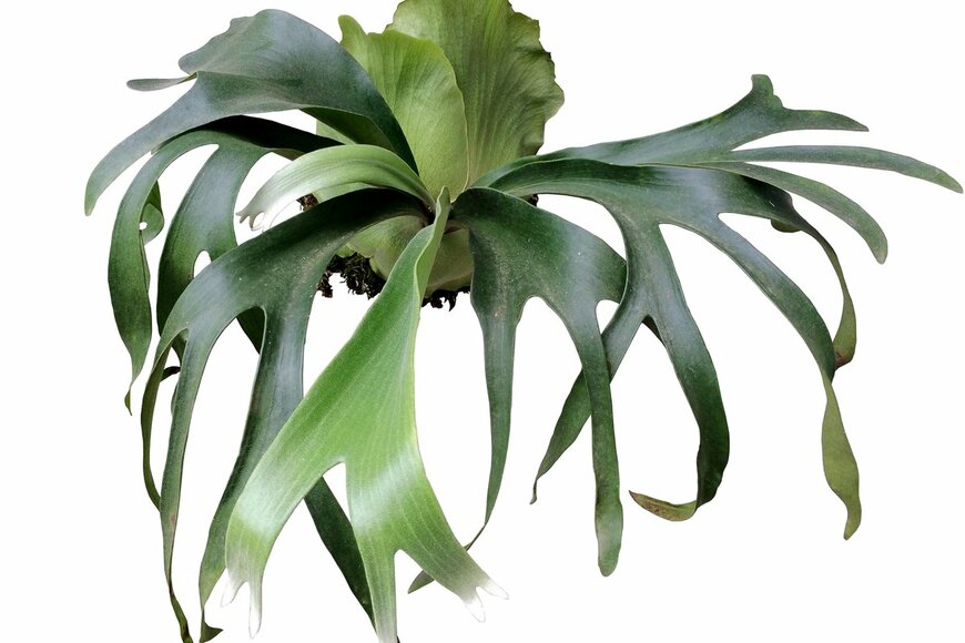 SOMCHAI BOONPUN/shutterstock.com