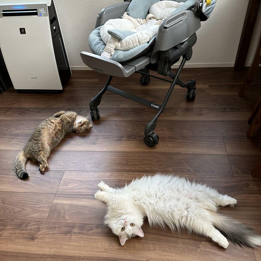 出所：@ponpokopontanu