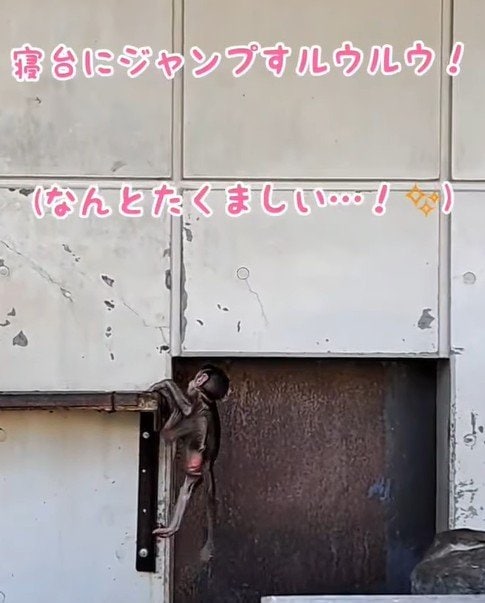 提供：愛媛県立とべ動物園