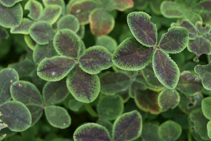 mizy/shutterstock.com