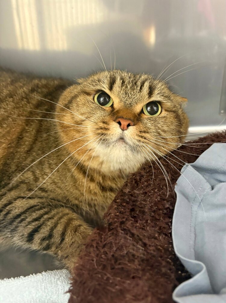 出所：@donguri_manch