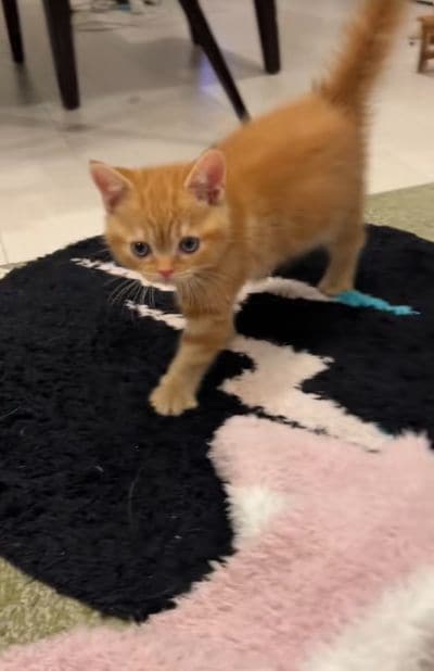 出所：＠mocchinokimochi