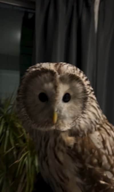 【筋トレを手伝う？フクロウ】飼い主さんのお掃除中の様子に1.1万回再生！