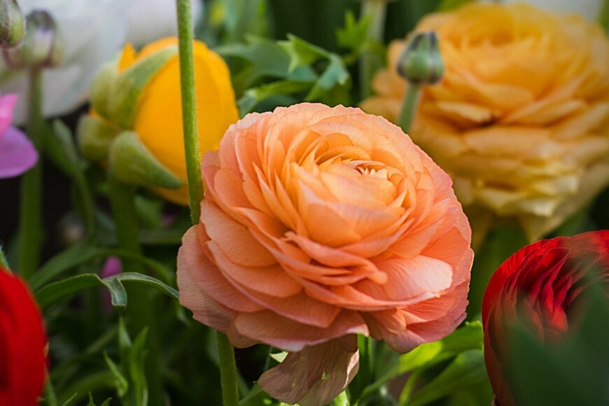 Tatiana Andrianova/istockphoto.com