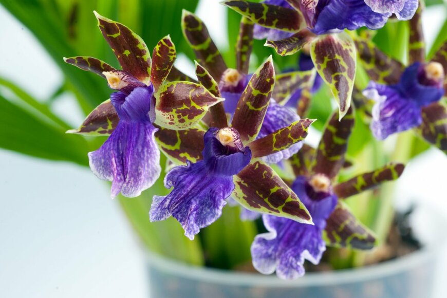 freya-photographer/shutterstock.com