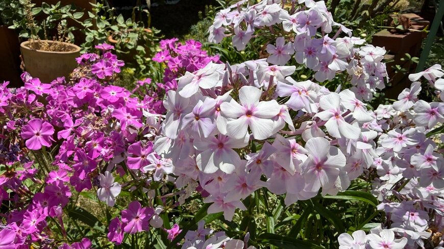 「植えて大正解でした！」甘い香り＆まるで桜のような花姿を楽しめる多年草〈フロックス オープニングアクト〉春から秋まで繰り返し咲き続けます