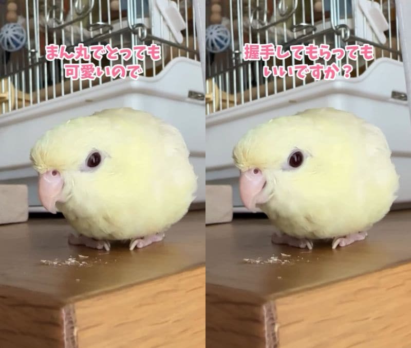 出所：@daiinkoteikoku_soraoto