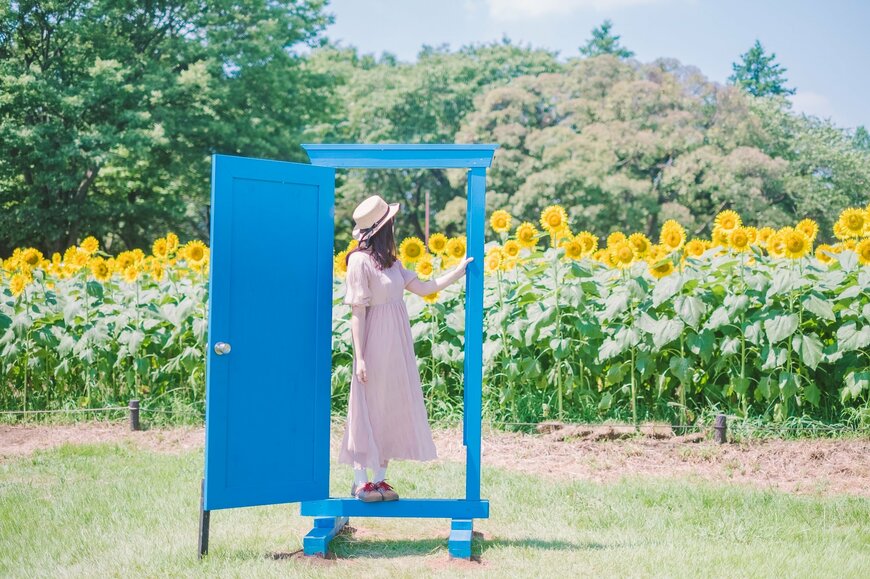 ひまわり畑にどこでもドア？立川・昭和記念公園の夏ならではの絶景がSNSで話題に