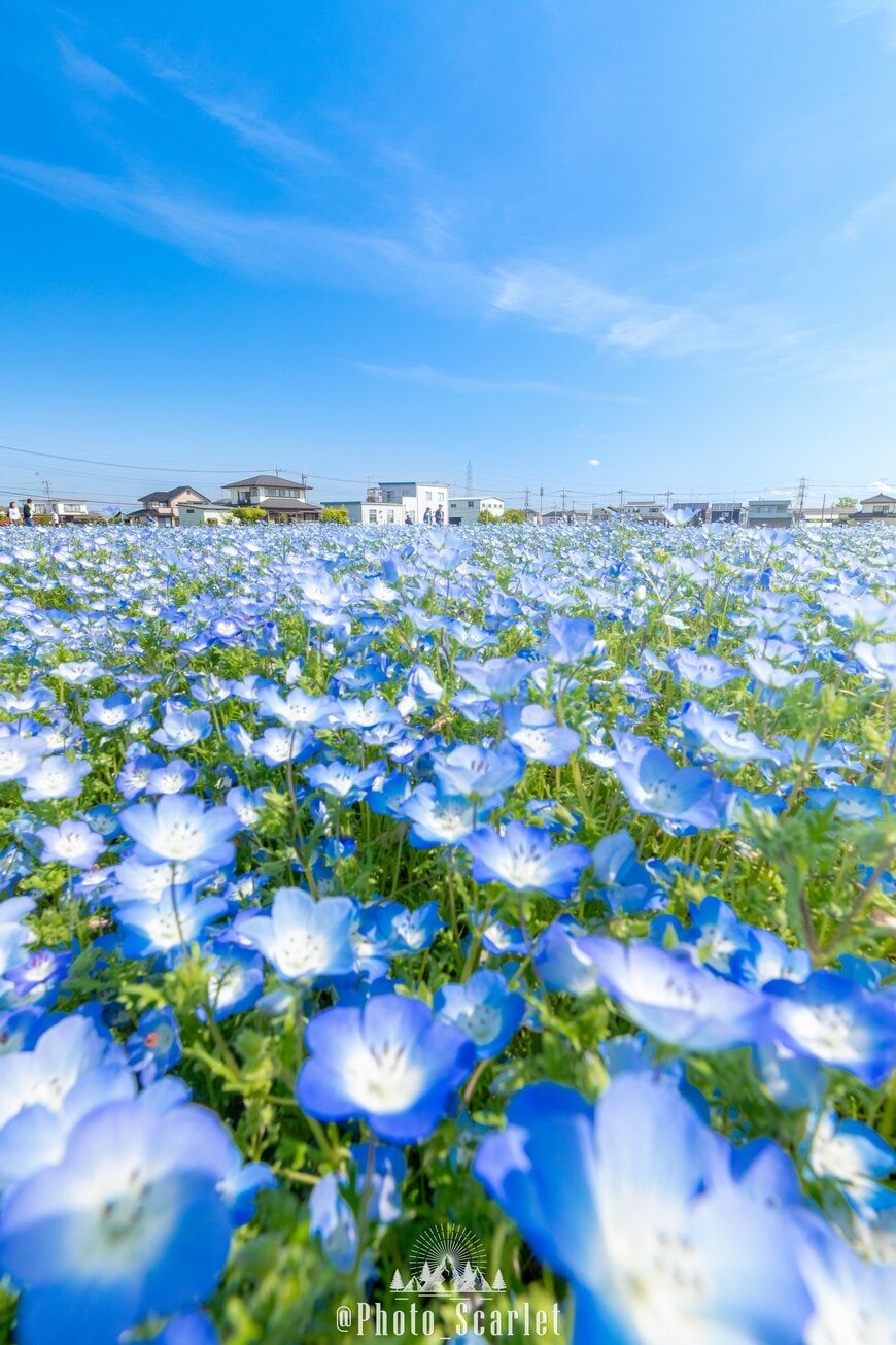 住宅街の中にネモフィラ畑が！