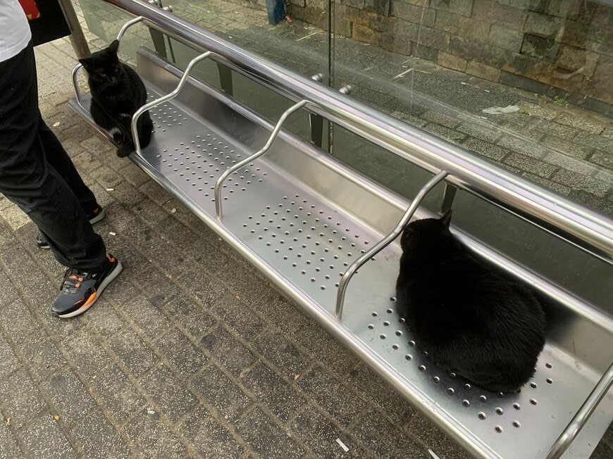 離れて座る黒猫