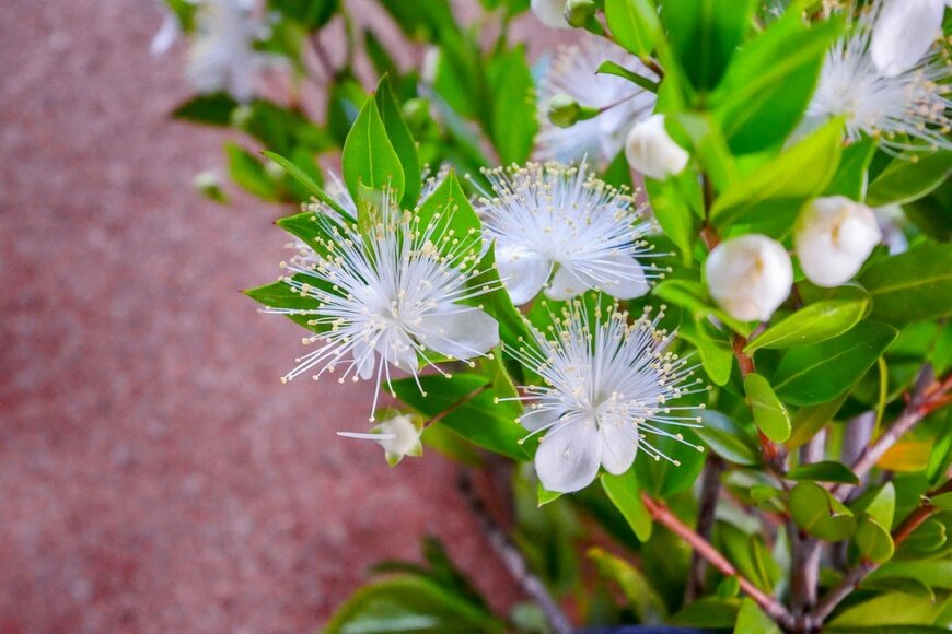 白い花を咲かせている、ギンバイカ