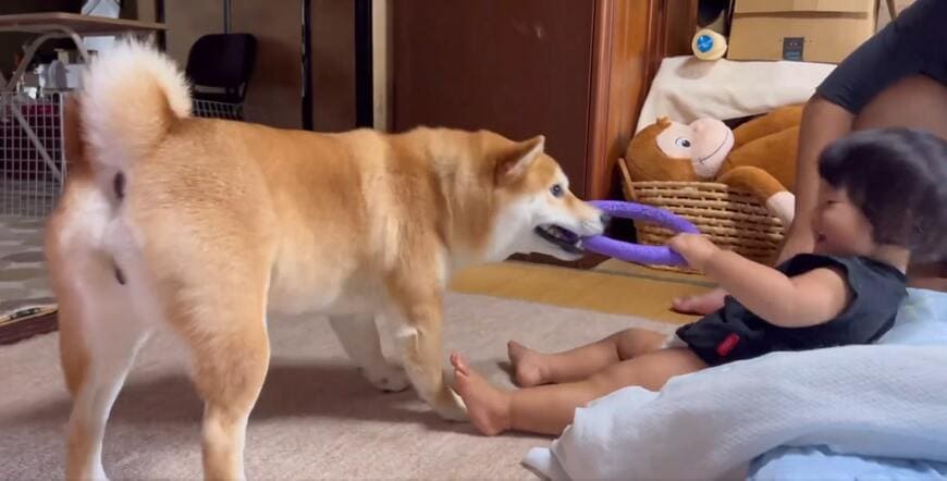 柴犬と赤ちゃん
