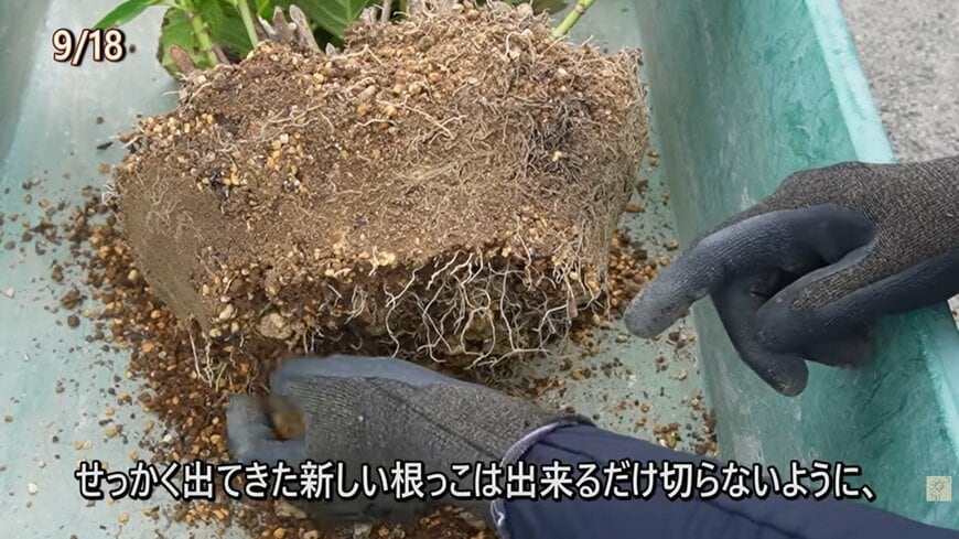 アジサイの植え替え