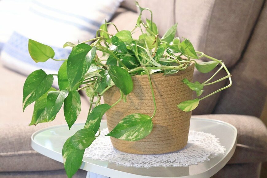 明るいグリーンの葉にクリーム色の斑が少し入った、ポトス