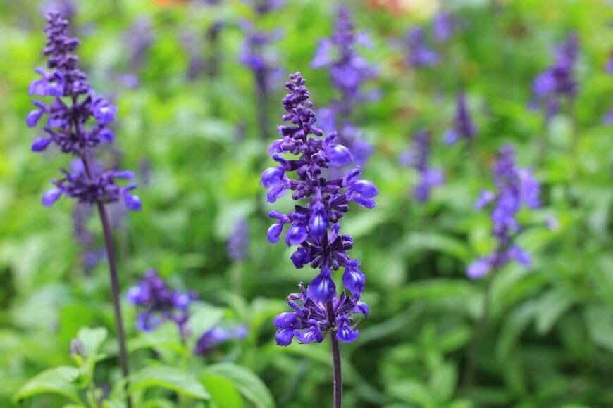 青い小花を咲かせている、サルビア・ファリナセア