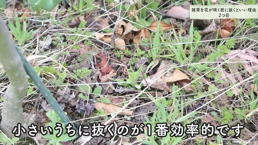 雑草は根が浅いうちに抜く