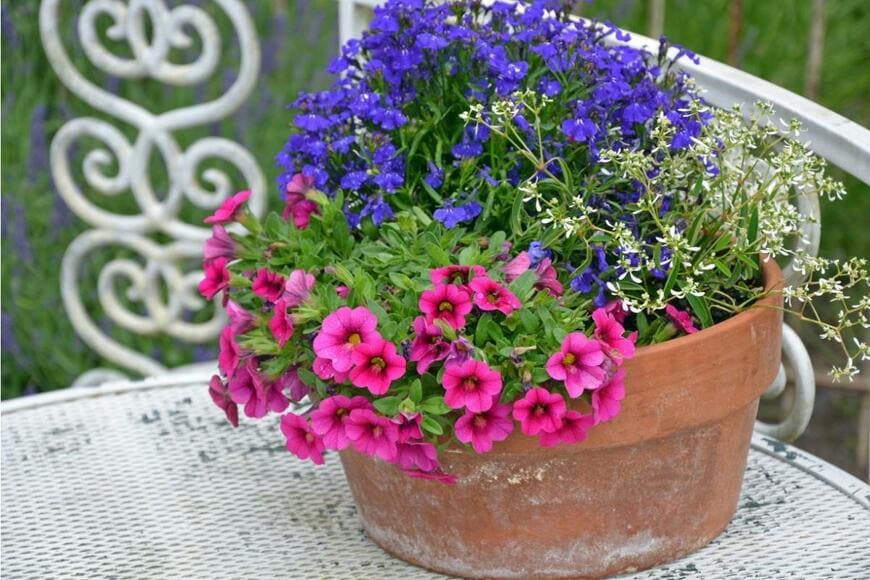 ピンクのカリブラコア、青いロベリア、白いユーフォルビアダイアモンドフロストの花の寄せ植え