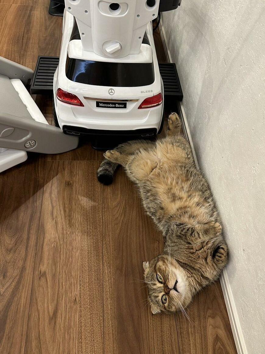 ヘソ天で寝る猫