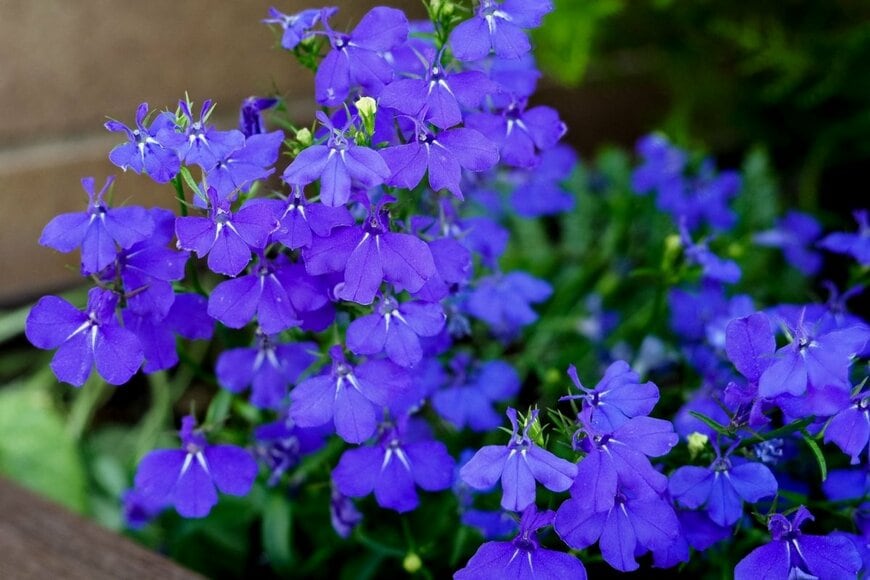 ロベリアの花。色は青紫