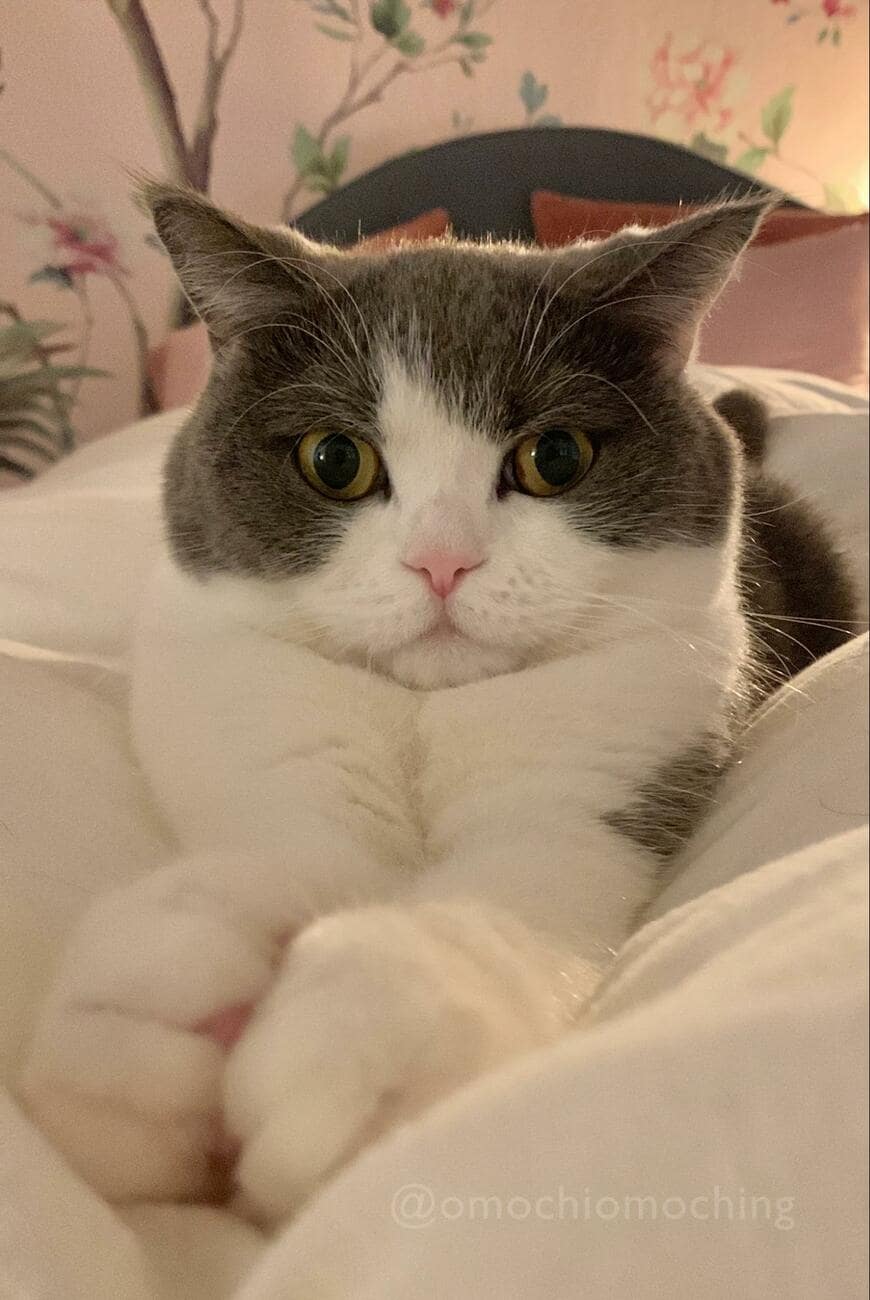 まん丸おめめの猫