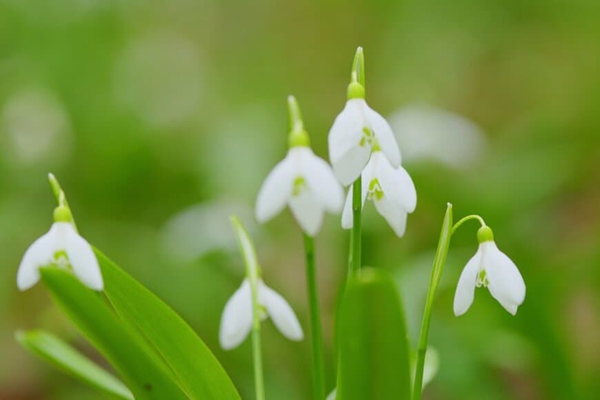 うつむいて咲く、白いスノードロップの花