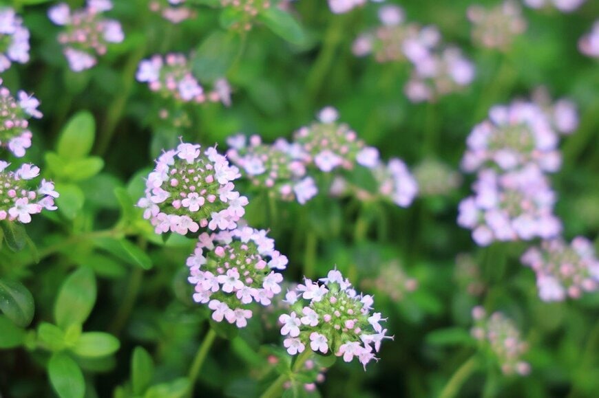 ピンクの花を咲かせている、クリーピングタイム