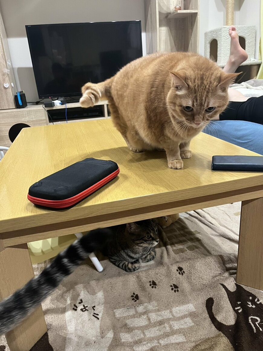 待ち伏せする猫