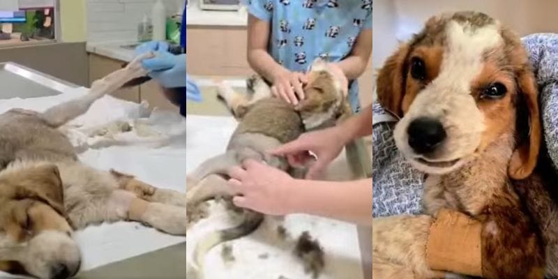 出所：@<u><a href="https://www.instagram.com/greekanimalrescue/p/DZZMpxsFB6M/" target="_blank">greekanimalrescue</a></u>