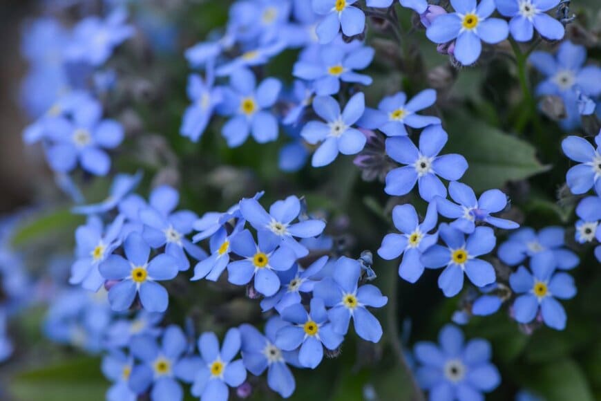 水色の小花が密集して咲いているワスレナグサ