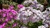 「植えて大正解でした！」甘い香り＆まるで桜のような花姿を楽しめる多年草〈フロックス オープニングアクト〉春から秋まで繰り返し咲き続けます