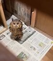 【飛んでくるフクロウ】飛行姿を隠し撮りしていたら…「みたな」勘の良い反応に思わず目を疑う
