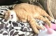 猫ちゃんがベッドの上で気持ち良さそうに爆睡してる　よく見たら顔面崩壊してて大爆笑