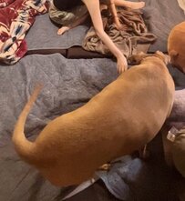 おもちゃで遊ぶ土佐犬の姿が「動くウィンナーすぎる」！？元気いっぱいな様子に癒される