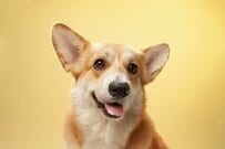 【思わず二度見】巨大クッションに収まりすぎた犬　まさかの姿に「本体どこ？」