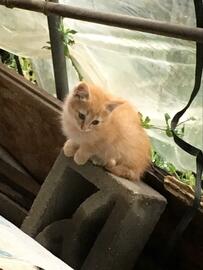 元保護猫の8年後　驚きのビフォーアフターに「別猫ちゃんみたい」の声