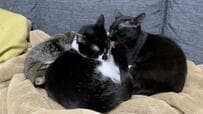 敬遠しあっていた、先住猫と新入り保護猫　「距離が縮まった瞬間」に心温まる