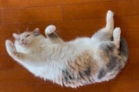 いたずらを注意された「猫の態度」が話題　「何もしていませんけど？」と言いたげな表情に思わず二度見