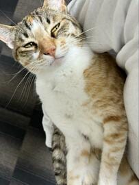 「なにその顔www」抱っこされた猫のリアクションが人間のようで面白い