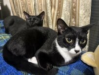 「電車発車しま〜す」くつろぐ猫の後ろに、ぴったり寄り添う姉妹猫がほほえましい