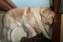 飼い主「トイレでボーっとしてた」。すると…待ちくたびれてスヤァしてしまうワンコがTwitterで話題！