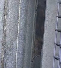 「駐車場の壁に挟まった子猫」を救出。3年後のモチモチな成長ぶりに思わず感動！「恩は身体の大きさで示してる」の声