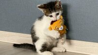 髪が生えているような子猫さん　約3年後も変わらない「2つのこと」が話題